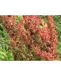 Curly Dock AKA Yellow Dock Seeds (Certified Organic)