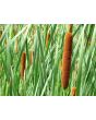 Cattail Seeds