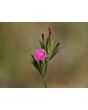 Deptford Pink AKA Grass Pink Seeds (Certified Organic)