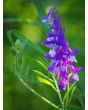Hairy Vetch Seeds (Certified Organic)