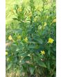 Common Evening Primrose Seeds (Certified Organic)