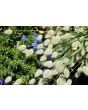 Ornamental Grass ‘Bunny Tails’ 