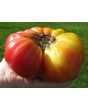 Tomato 'Gold Medal'