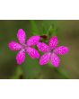 Deptford Pink AKA Grass Pink Seeds (Certified Organic)