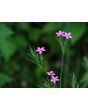 Deptford Pink AKA Grass Pink Seeds (Certified Organic)