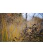 Switchgrass Seeds (Certified Organic)