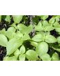 African Basil 