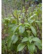 African Basil 
