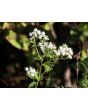 White Snakeroot Seeds (Certified Organic)