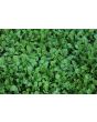 Arugula