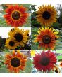 Sunflower 'Autumn Beauty' 