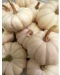 Pumpkin 'Baby Boo' 