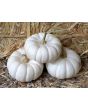 Pumpkin 'Baby Boo' 