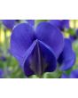 Blue Wild Indigo AKA Baptisia 