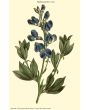 Blue Wild Indigo AKA Baptisia 