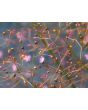 Jewels of Opar AKA Fame Flower Seeds (Certified Organic)