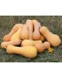 Butternut Squash 'Waltham'
