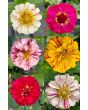Zinnia 'Candy Cane Mix' 