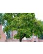 Northern Catalpa Tree Seeds (Certified Organic)