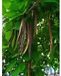 Northern Catalpa Tree Seeds (Certified Organic)
