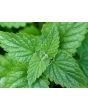 Herb 'Catnip' Plant (4" Pot)
