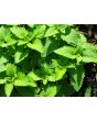 Catnip