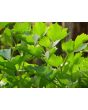 Lovage