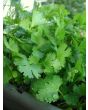 Cilantro (Coriander)
