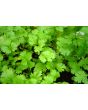 Cilantro (Coriander)