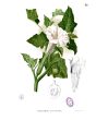 Datura AKA Devil's Trumpet 'Evening Fragrance' 