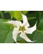 Datura AKA Devil's Trumpet 'Evening Fragrance' 