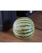 Watermelon 'Early Moonbeam'