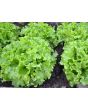 Endive 'Broad-leaved Batavian' 