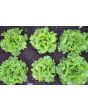Endive 'Broad-leaved Batavian' 