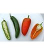 Hot Pepper ‘Fresno’ 