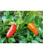 Hot Pepper ‘Fresno’ 