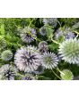 Globe Thistle Seeds (Certified Organic)