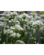 Herb 'Garlic Chives' Plant