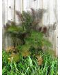 Bronze Fennel 'Smokey' 