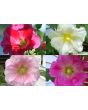Hollyhock ‘Single Mix’ 