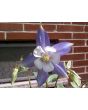 Columbine Mix 
