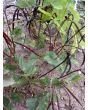 Cowpea 'Pinkeye Purple Hull'