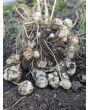 Jerusalem Artichoke AKA Sunchoke Tubers (Certified Organic) 