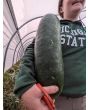 Mao Qua AKA Fuzzy Gourd 