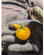 Tomato 'Ester Hess Yellow Cherry'