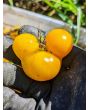 Tomato 'Ester Hess Yellow Cherry'