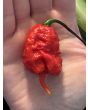 Hot Pepper ‘Carolina Reaper' Seeds 