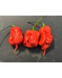 Hot Pepper ‘Carolina Reaper' Seeds 