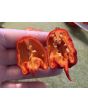 Hot Pepper ‘Carolina Reaper' Seeds 