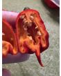 Hot Pepper ‘Carolina Reaper' Seeds 
